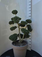 Ilex Crenata Cloud Tree 8391 - £1600 Mature Specimen Japanese Maple
