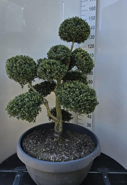 Ilex Crenata Cloud Tree 8398 - £2750 Mature Specimen Japanese Maple