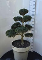 Ilex Crenata Cloud Tree 8393 - £1600 Mature Specimen Japanese Maple