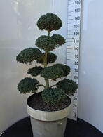Ilex Crenata Cloud Tree 8394 - £1600 Mature Specimen Japanese Maple