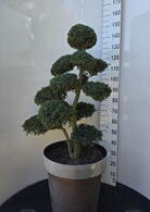 Ilex Crenata Cloud Tree 8395 - £1600 Mature Specimen Japanese Maple
