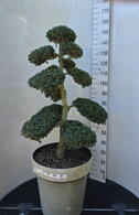 Ilex Crenata Cloud Tree 8396 - £1600 Mature Specimen Japanese Maple