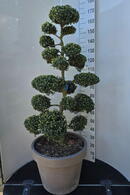 Ilex Crenata Cloud Tree 8397 - £2750 Mature Specimen Japanese Maple