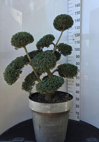 Ilex Crenata Cloud Tree 8385 - £1600 Mature Specimen Japanese Maple