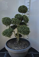 Ilex Crenata Cloud Tree 8398 - £2750 Mature Specimen Japanese Maple