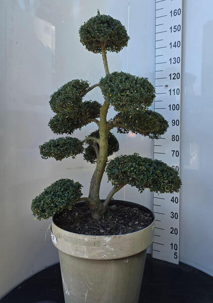 Ilex Crenata Cloud Tree 8386 - £1600 Mature Specimen Japanese Maple