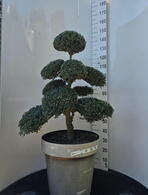 Ilex Crenata Cloud Tree 8384 - £1600 Mature Specimen Japanese Maple