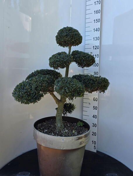 Ilex Crenata Cloud Tree 8388 - £1600 Mature Specimen Japanese Maple