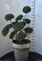 Ilex Crenata Cloud Tree 8385 - £1600 Mature Specimen Japanese Maple
