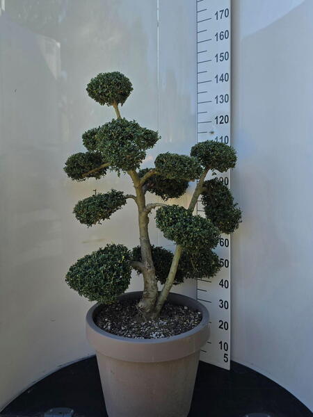 Ilex Crenata Cloud Tree 8391 - £1600 Mature Specimen Japanese Maple