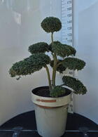 Ilex Crenata Cloud Tree 8387 - £1600 Mature Specimen Japanese Maple