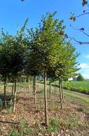 Tilia Platyphyllos or Broad Leaved Lime, a tall stately tree clothed in beautiful dark green leaves.