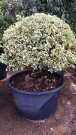 Ilex Aquifolium Argentea Marginata - Topiary Holly Tree
