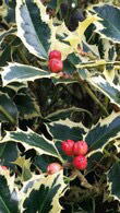 Ilex Aquifolium Argentea Marginata at our London garden centre, buy online for UK delivery