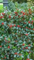 Ilex Aquifolium JC van Tol Holly is a self-pollinating holly with dark, shining green leaves and large regular crops of bright red fruit.