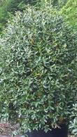 Ilex Aquifolium, Evergreen Shrubs Specialists, London Plant Centre, Crews Hill, Enfield