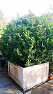 Ilex Meserveae Blue Prince Globe topiary to buy online with UK delivery.