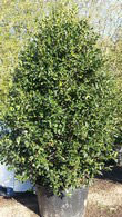 Ilex Nellie Stevens, Evergreen Screening Specialists, Paramount Plants and Gardens, specialist plant nursery and online shop, UK. 