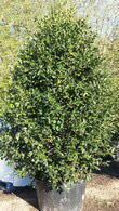 Ilex Nellie Stevens, Evergreen Screening Specialists, Paramount Plants and Gardens, specialist plant nursery and online shop, UK.