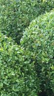 Ilex Crenata Caroline Upright - globe shaped light green evergreen balls, clipped to shape and easy to maintain, topiary for sale online UK delivery.