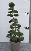 Ilex Crenata Cloud Tree 8407 - £5400 Mature Specimen Japanese Maple
