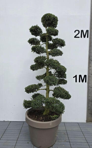 Ilex Crenata Cloud Tree 8411 - £5400 Mature Specimen Japanese Maple