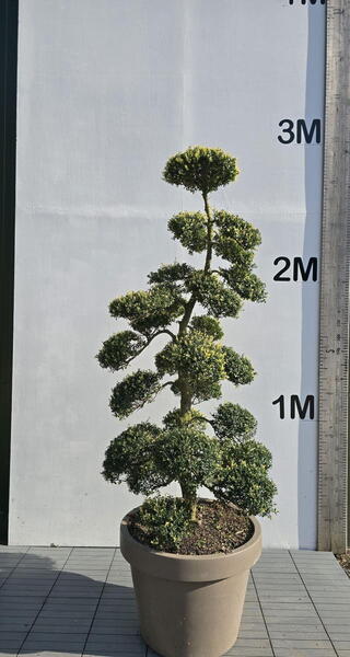 Ilex Crenata Cloud Tree 8412 - £7000 Mature Specimen Japanese Maple
