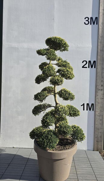 Ilex Crenata Cloud Tree 8413 - £7000 Mature Specimen Japanese Maple
