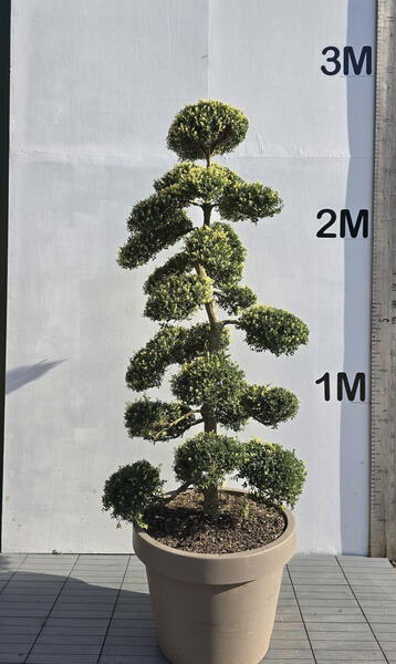 Ilex Crenata Cloud Tree 8416 - £9000 Mature Specimen Japanese Maple