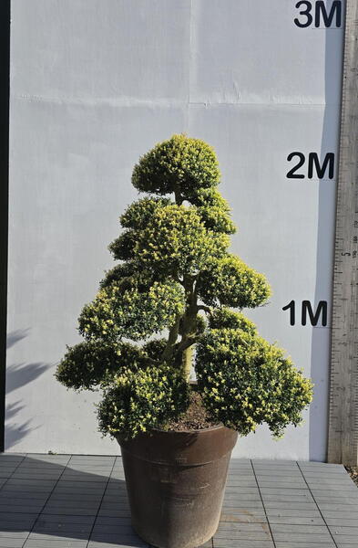 Ilex Crenata Cloud Tree 8417 - £9000 Mature Specimen Japanese Maple