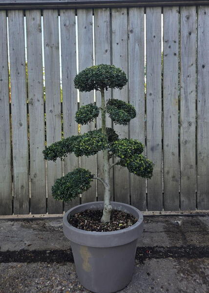 Ilex Crenata Cloud Tree 8418 - £2000 Mature Specimen Japanese Maple