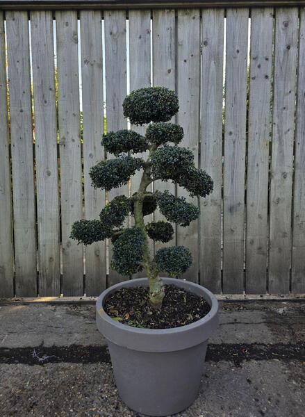 Ilex Crenata Cloud Tree 8420 - £2000 Mature Specimen Japanese Maple