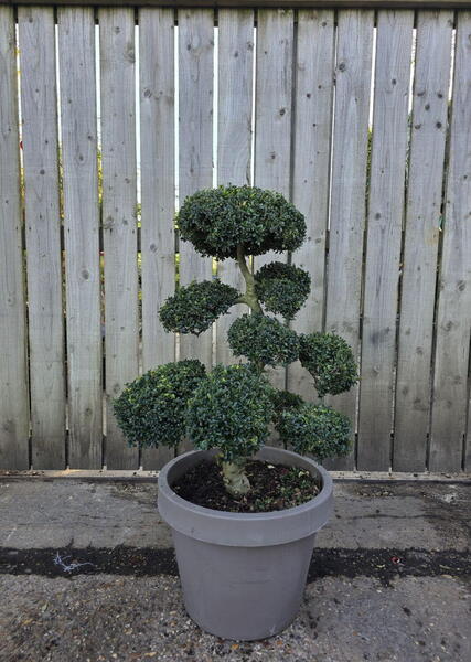 Ilex Crenata Cloud Tree 8421 - £2000 Mature Specimen Japanese Maple