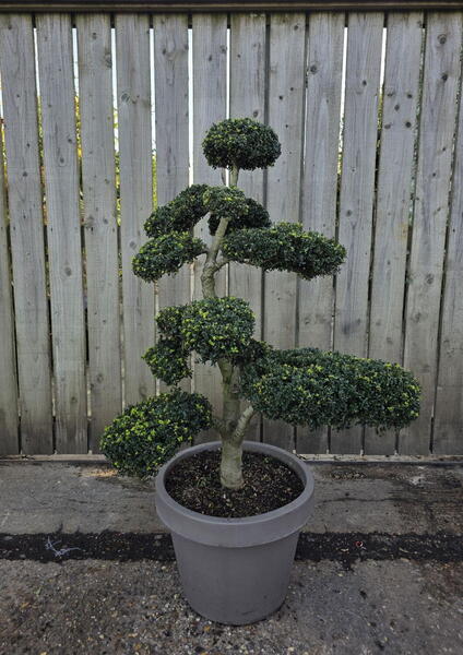 Ilex Crenata Cloud Tree 8423 - £2000 Mature Specimen Japanese Maple