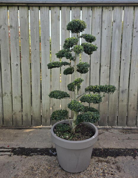 Ilex Crenata Cloud Tree 8427 - £2000 Mature Specimen Japanese Maple
