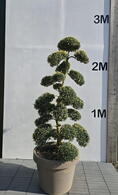 Ilex Crenata Cloud Tree 8414 - £7000 Mature Specimen Japanese Maple