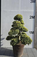 Ilex Crenata Cloud Tree 8417 - £9000 Mature Specimen Japanese Maple