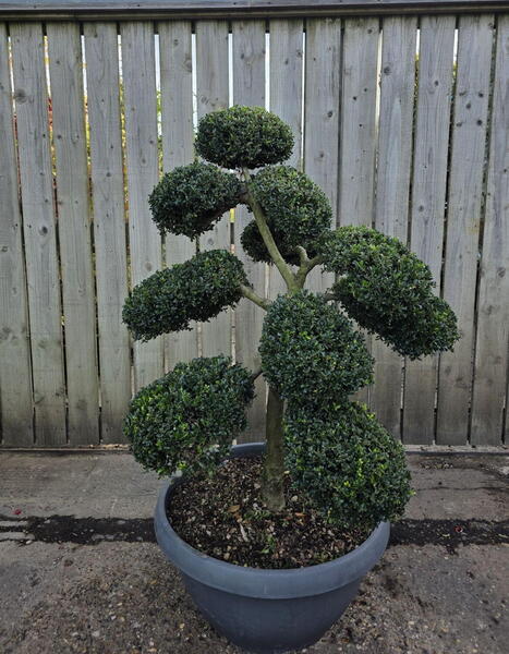 Ilex Crenata Cloud Tree 8428 - £2950 Mature Specimen Japanese Maple