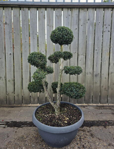 Ilex Crenata Cloud Tree 8429 - £2200 Mature Specimen Japanese Maple