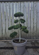 Ilex Crenata Cloud Tree 8418 - £2000 Mature Specimen Japanese Maple