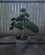 Ilex Crenata Cloud Tree 8419 - £2750 Mature Specimen Japanese Maple
