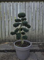 Ilex Crenata Cloud Tree 8420 - £2000 Mature Specimen Japanese Maple