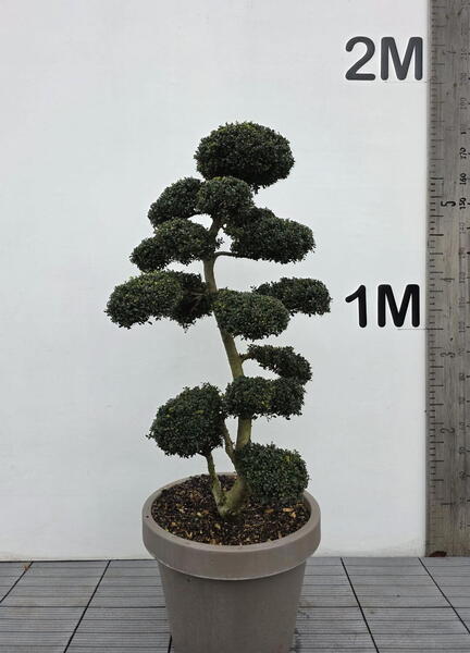 Ilex Crenata Cloud Tree 8437 - £2250 Mature Specimen Japanese Maple