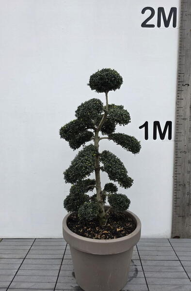 Ilex Crenata Cloud Tree 8438 - £2250 Mature Specimen Japanese Maple