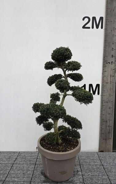 Ilex Crenata Cloud Tree 8439 - £2250 Mature Specimen Japanese Maple
