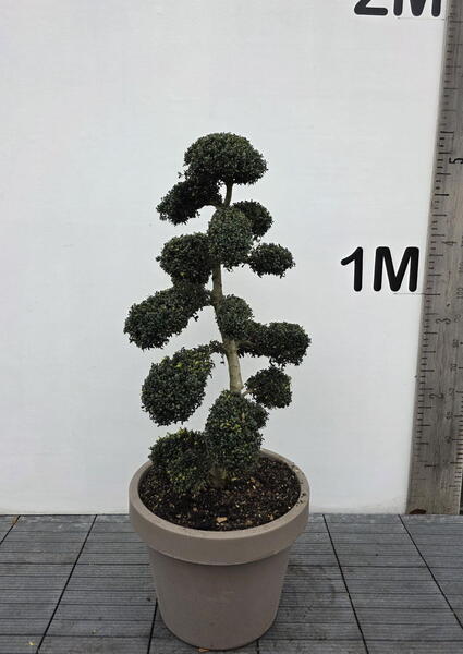 Ilex Crenata Cloud Tree 8440 - £2250 Mature Specimen Japanese Maple