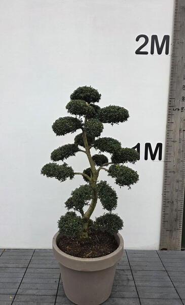 Ilex Crenata Cloud Tree 8441 - £2250 Mature Specimen Japanese Maple