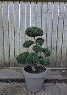Ilex Crenata Cloud Tree 8421 - £2000 Mature Specimen Japanese Maple