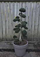 Ilex Crenata Cloud Tree 8422 - £2000 Mature Specimen Japanese Maple