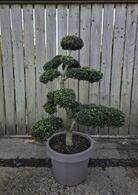 Ilex Crenata Cloud Tree 8423 - £2000 Mature Specimen Japanese Maple